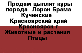 Продам цыплят куры порода: Лоран Брама, Кучинские. - Красноярский край, Красноярск г. Животные и растения » Птицы   